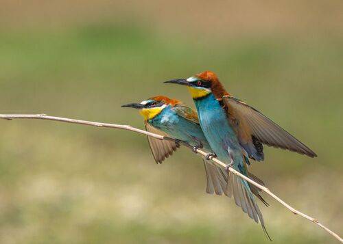 Два взгляда на одной ветке