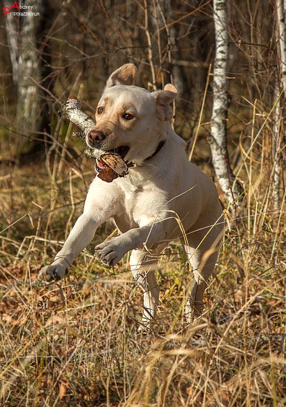 На прогулке... фото превью