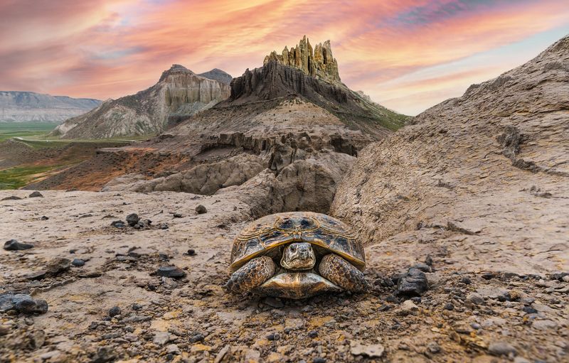 Выживший фото превью