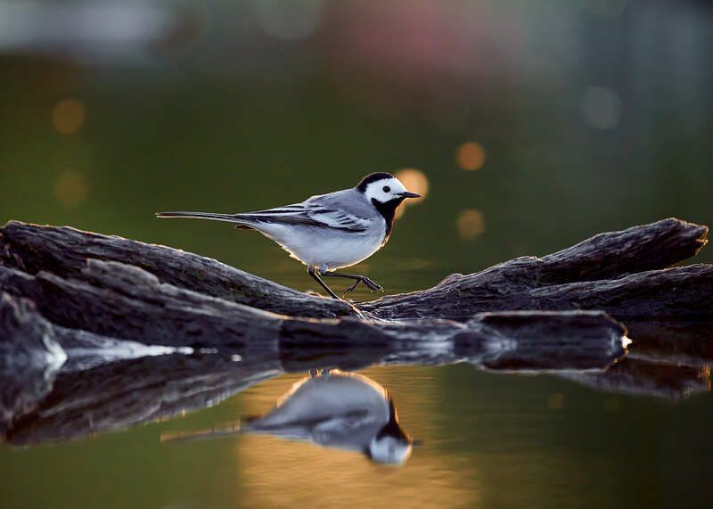 трясогузка птица отражение Белая трясогузка фото превью
