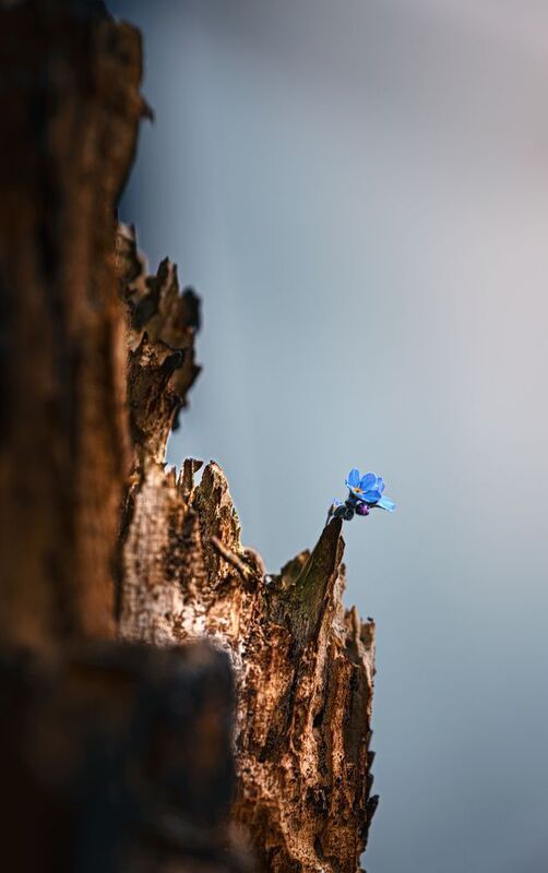 Королева горы фото превью