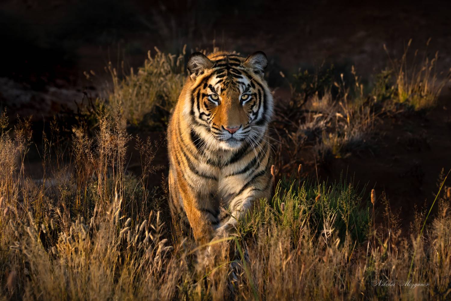 , Николай Мозгунов