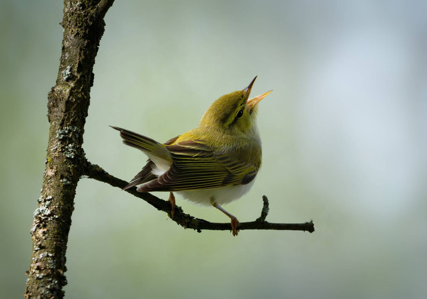 , Юрий Андреев