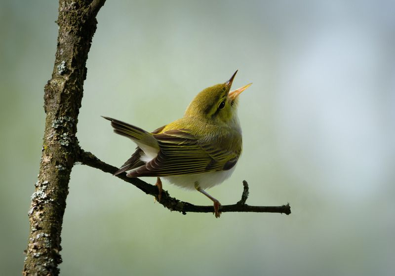Пеночка трещётка фото превью