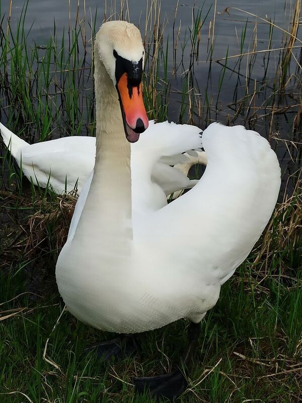 весна, озеро, лебедь, браслав Защитник фото превью