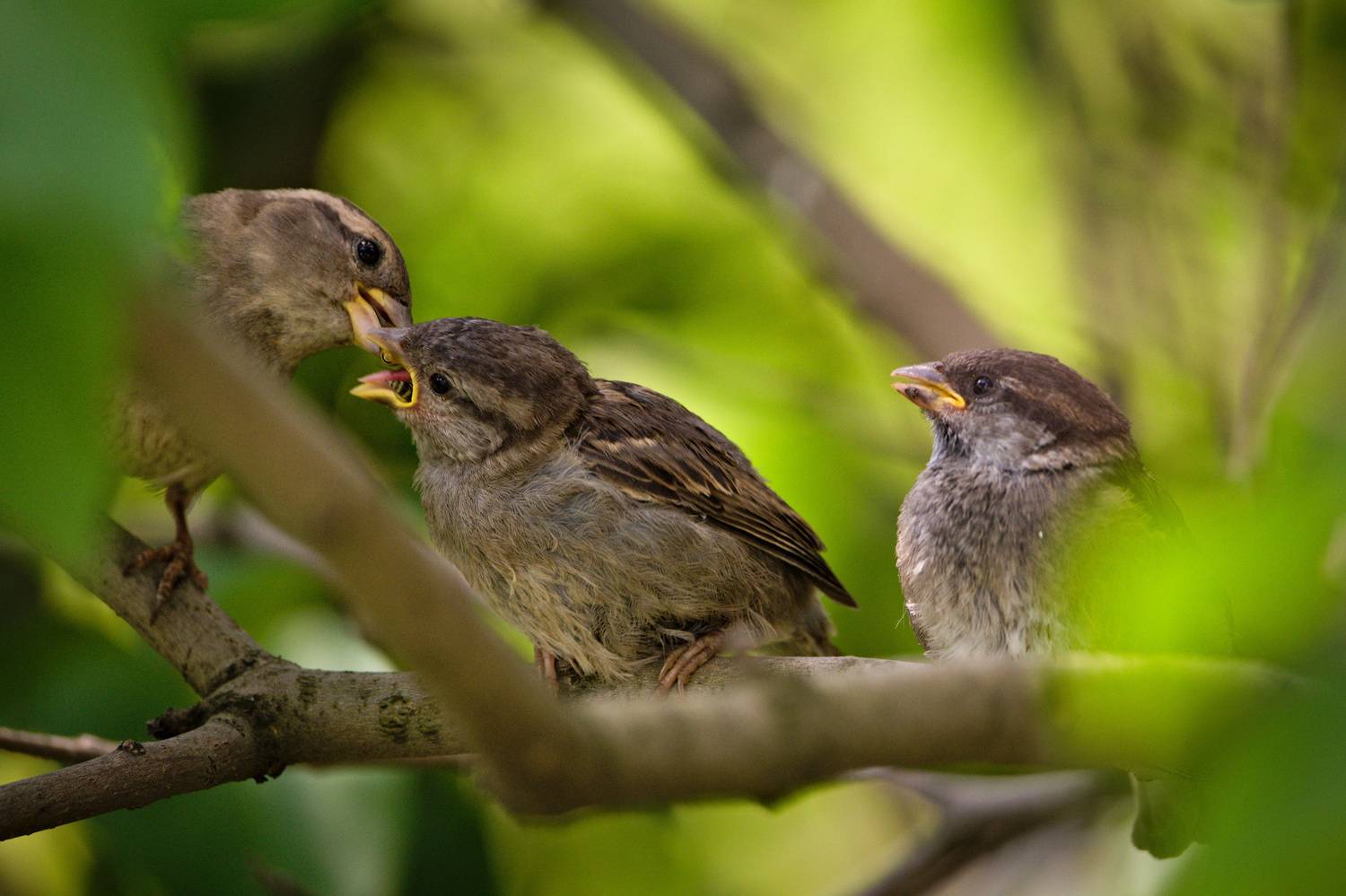, Лажанский Руфат
