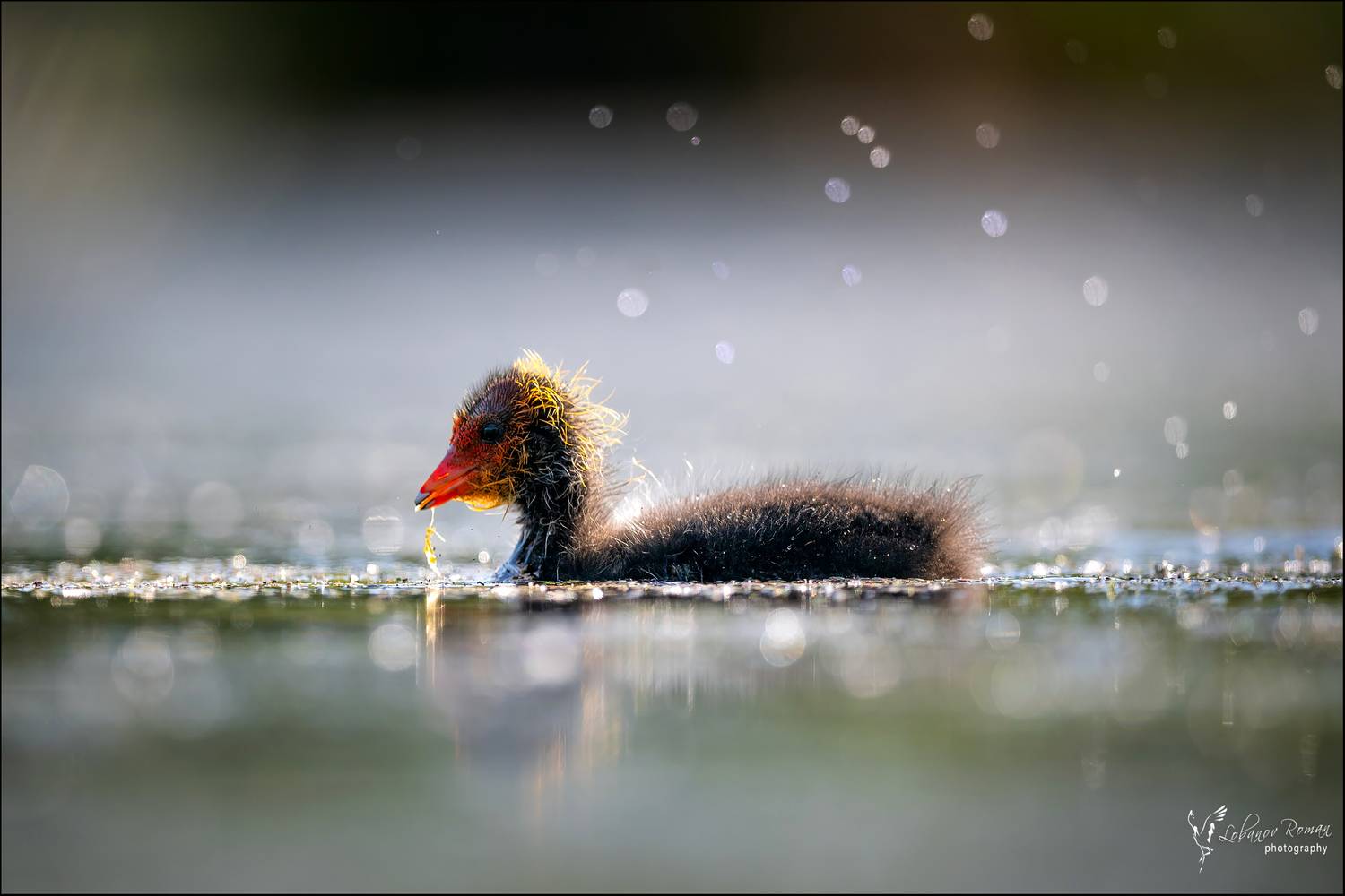 , Лобанов Роман