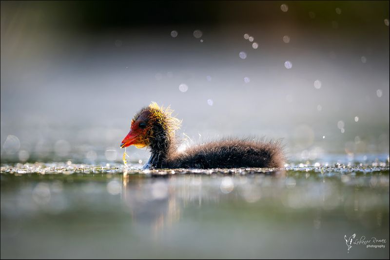Лысухино счастье фото превью