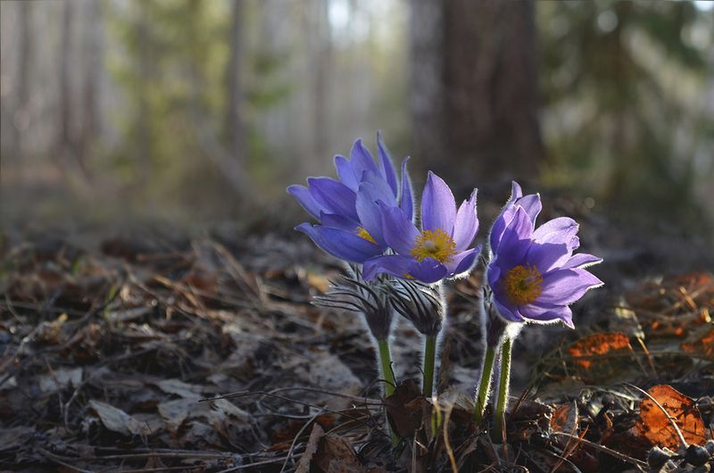 Солнечные сны фото превью