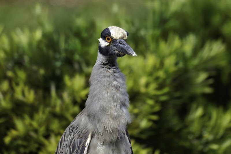 Yellow-crowned Night Heron фото превью
