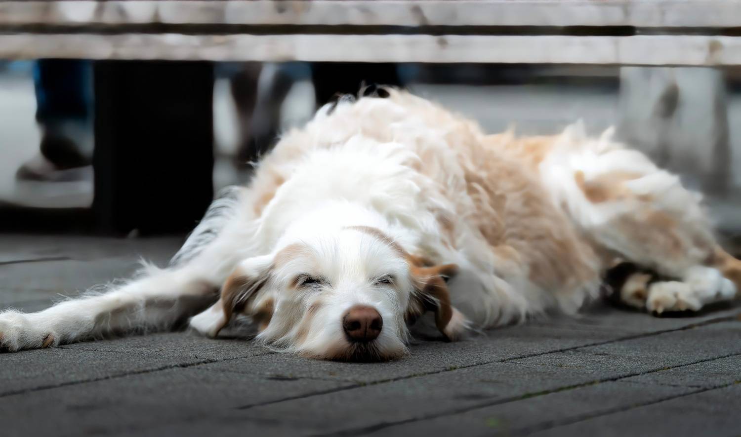 животное, собака, Igor Lukin