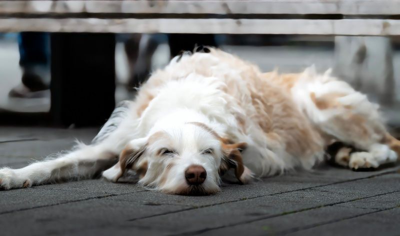 животное, собака Мечтаю о косточке фото превью