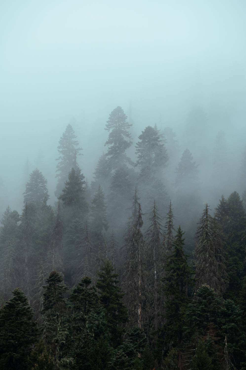 , Перевозчиков Андрей