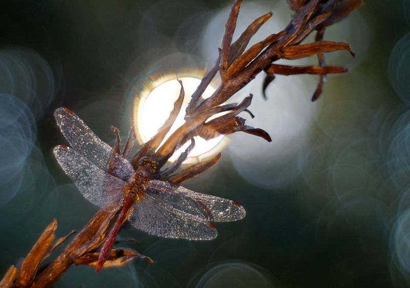 Пробуждение  фото превью