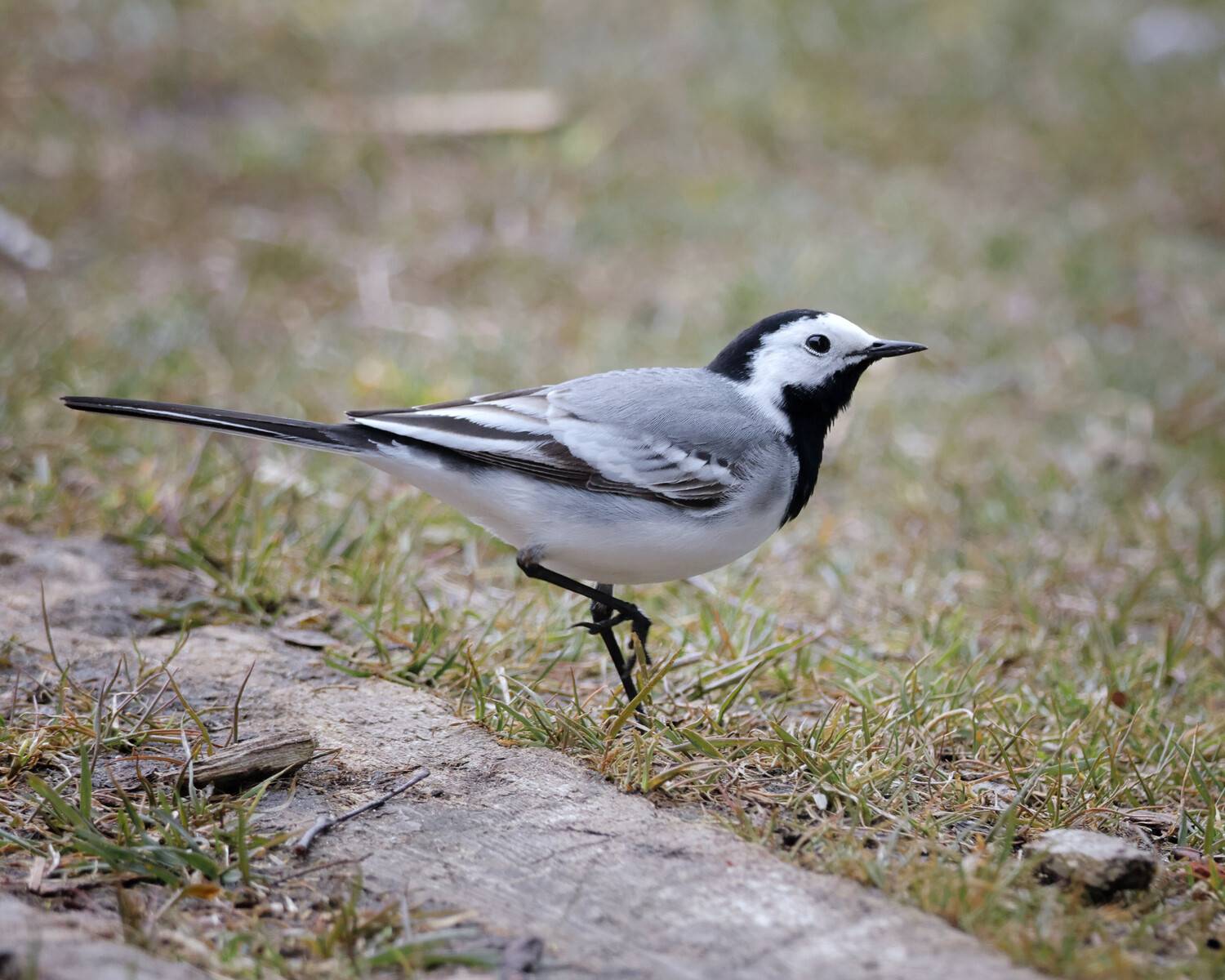 , Александр Титов