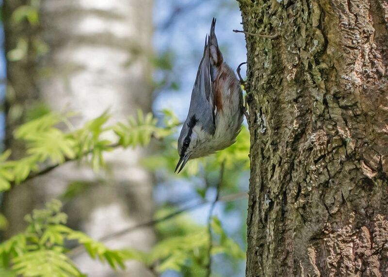 фотоохота, поползень, птица Поползень фото превью