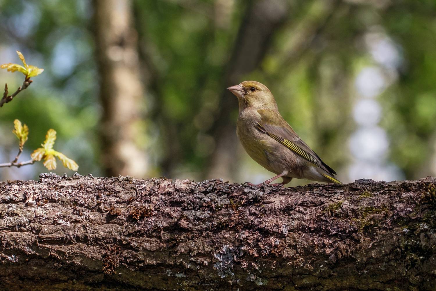 зеленушка, фотоохота, птица, Ершова Юлия