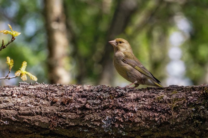 зеленушка, фотоохота, птица Зеленушка фото превью