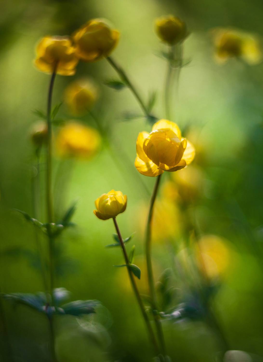 весна. цветы, Свистков Александр