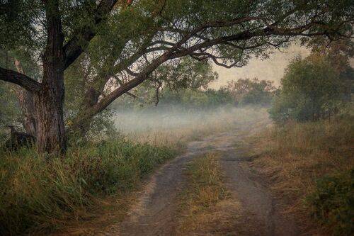 Туманное утро