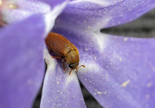 Малинный жук