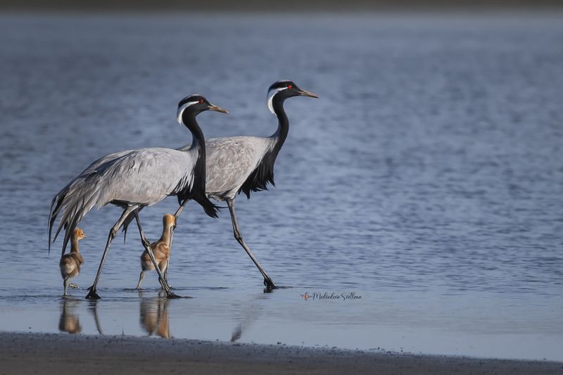 Семья. фото превью