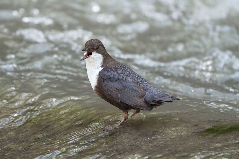 горная, река., птица., оляпка. Холодная! фото превью