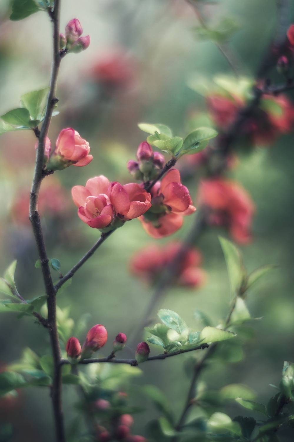 , Обидина Мария