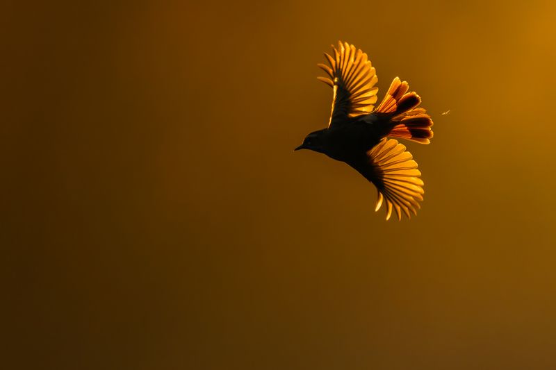 Варакушка. фото превью