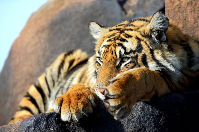 фото превью