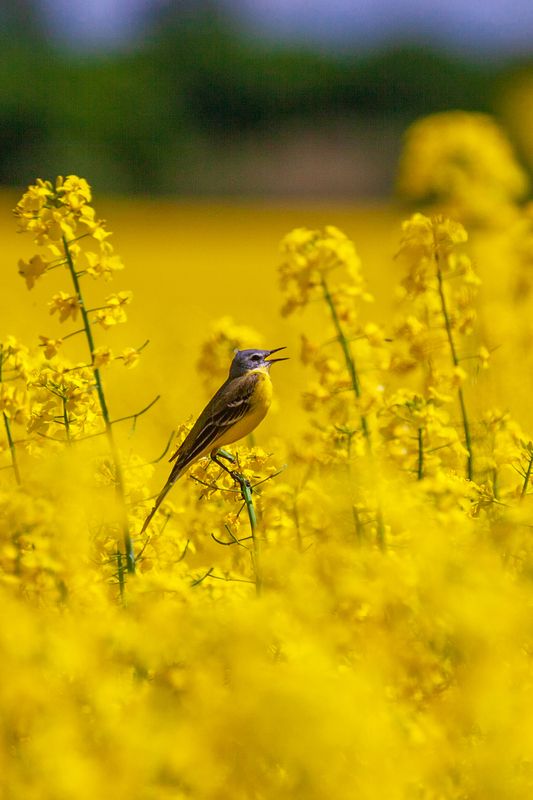 Поющая желтая трясогузка фото превью