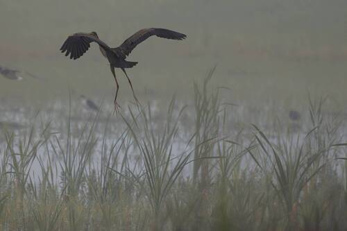 Purple Heron in the fog