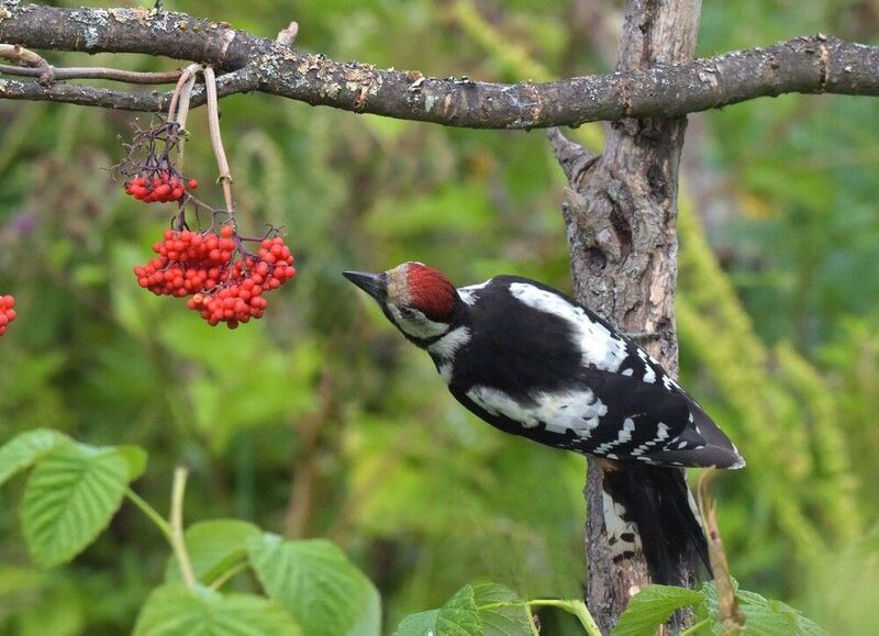 Снятие пробы фото превью