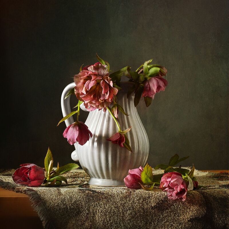 Морозник фото превью