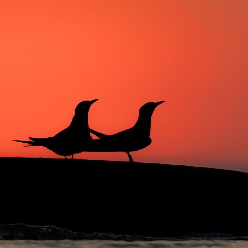 закат, речная крачка, чайка, птица Речные крачки на закате фото превью