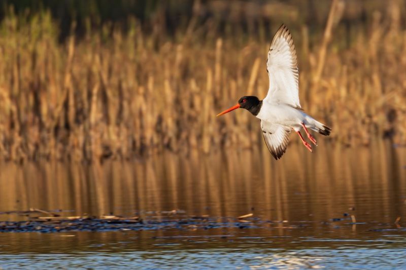 кулик-сорока, кулик сорока, кулик, птицы Кулик-сорока фото превью
