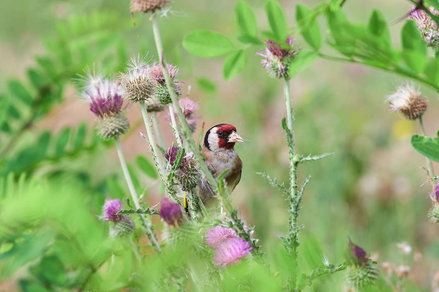 birds, birdswatching, volgograd, russia, wildlife, , Павел Сторчилов