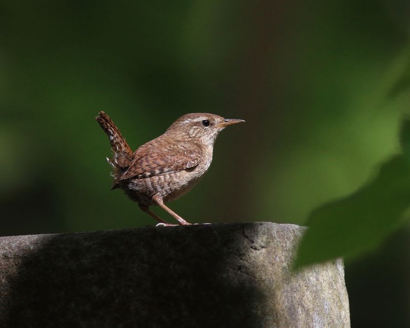 крапивник, troglodytes troglodytes, house wren Хвост пистолетом фото превью