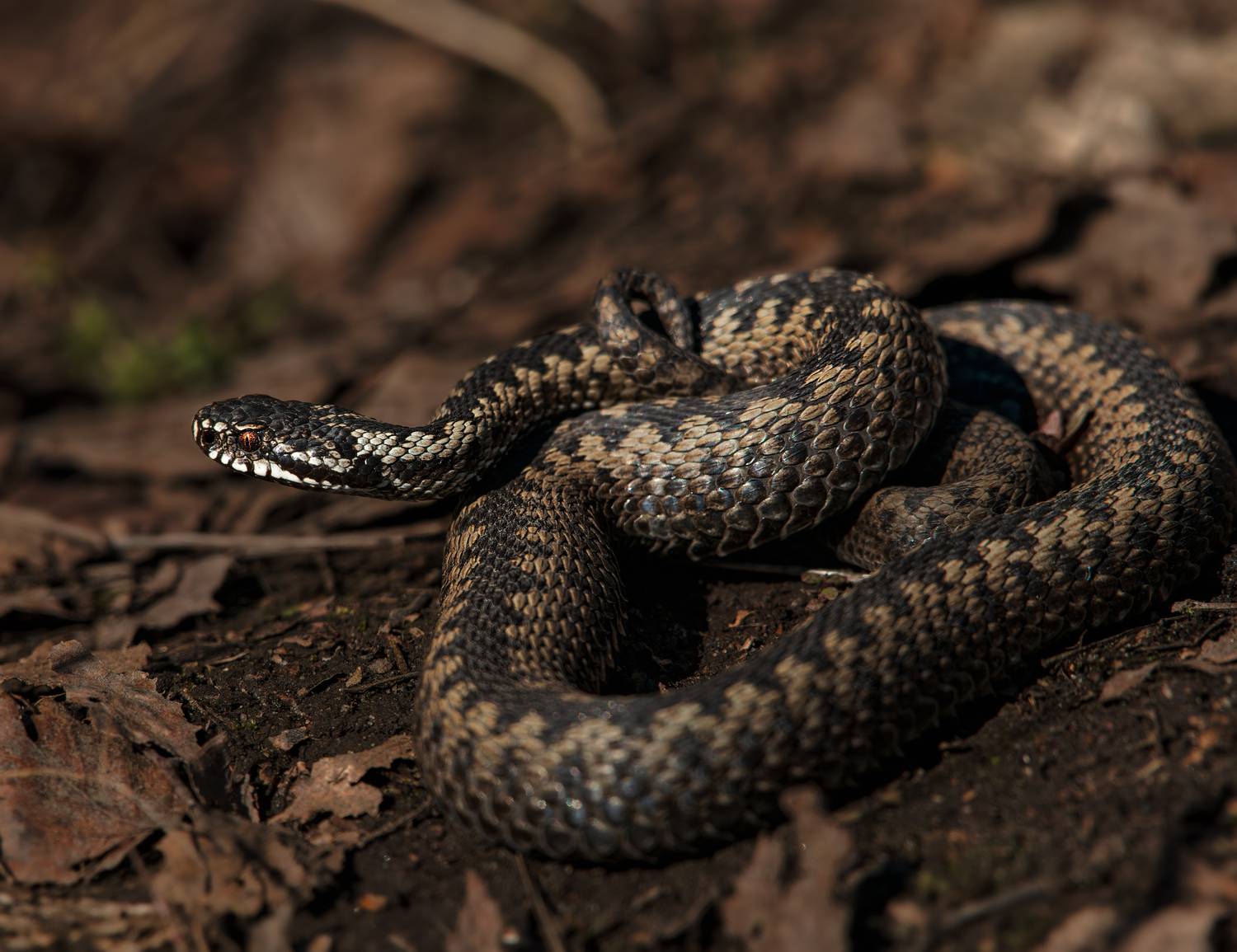 , Фото Александр