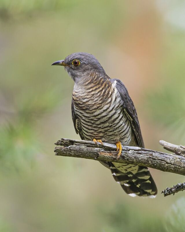 кукушка, птицы Кукушка фото превью