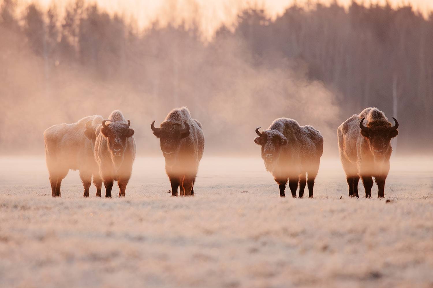 Зубр, утро, рассвет, Алёна Тиханович