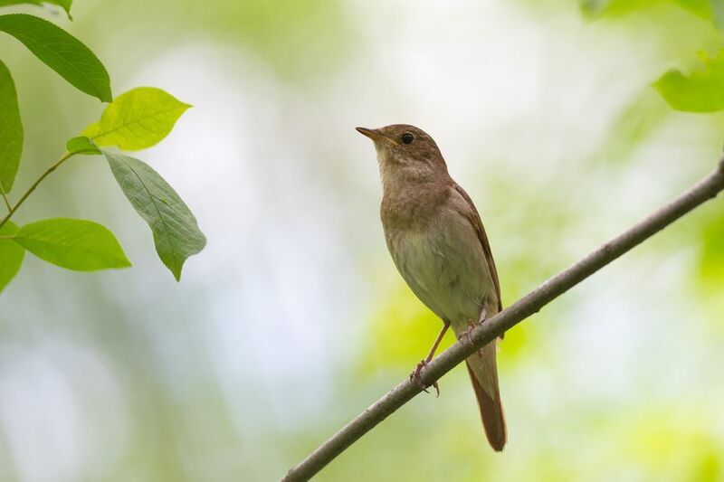 соловей, соловей обыкновенный, птица, птицы, пение, лес, лето, новосибирск Голосистый фото превью