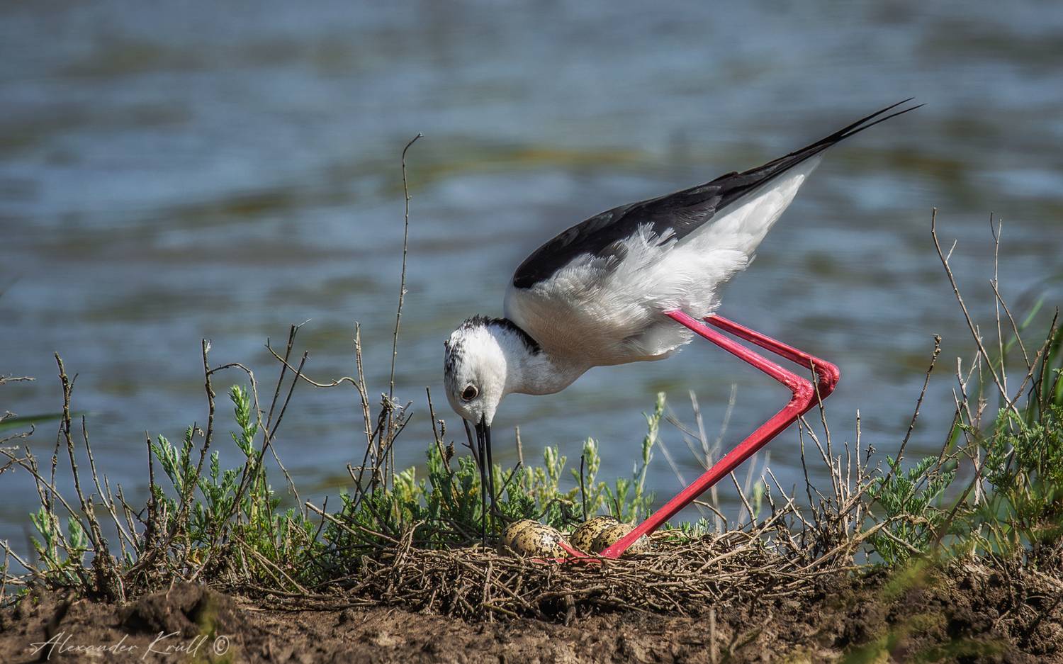 кулик, ходулочник, himantopus himantopus, Круль Александр