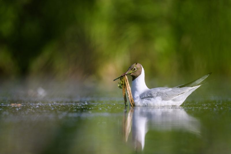 Чайка фото превью