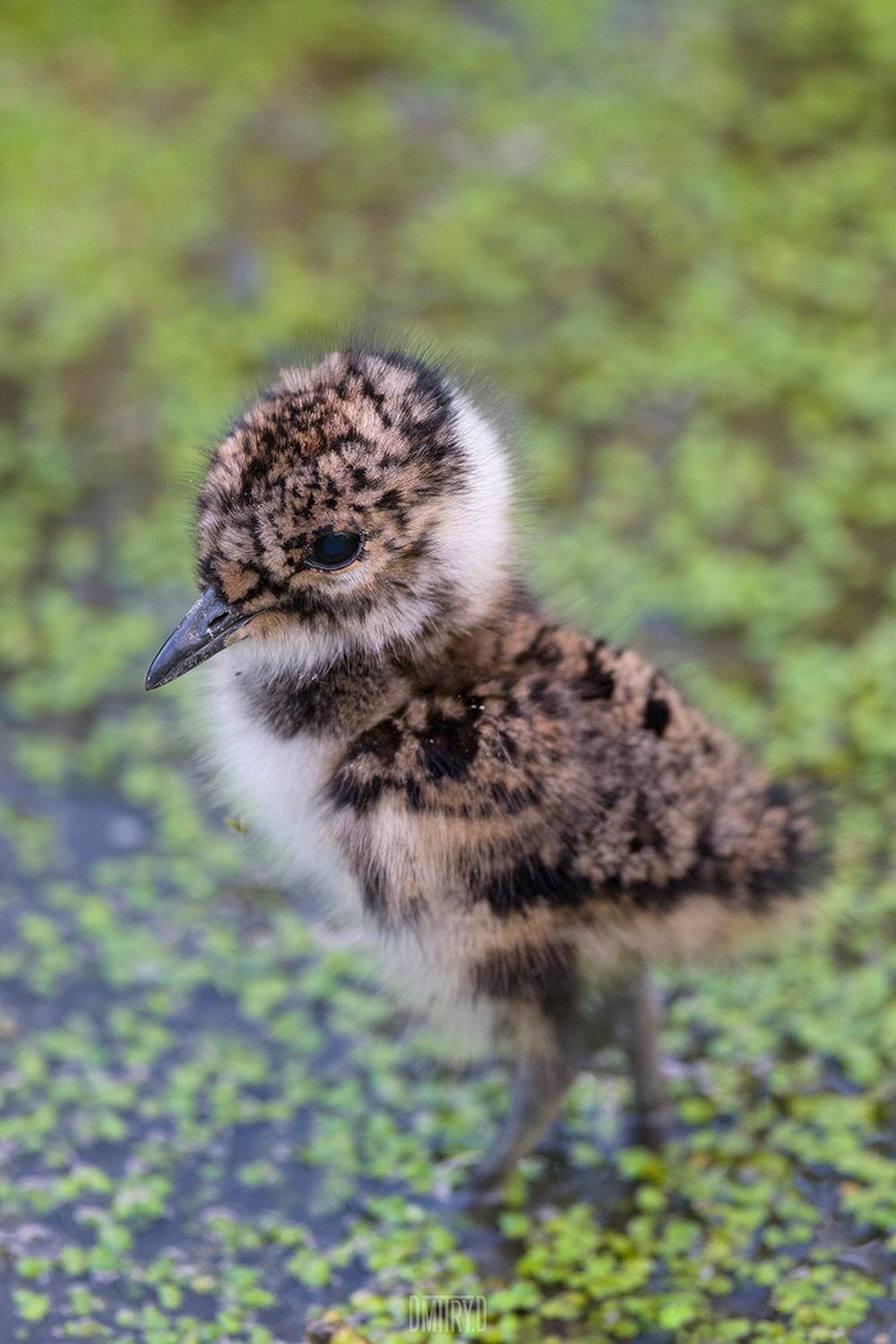 чибис,, Дмитрий Доронин