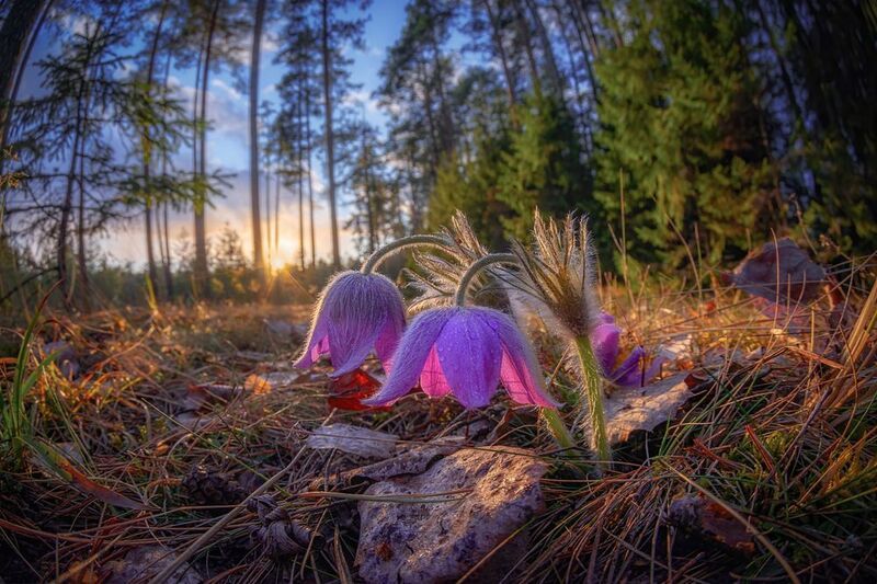 сон-трава. прострел, весна, лес, солнце, цветы Лесные гномики фото превью