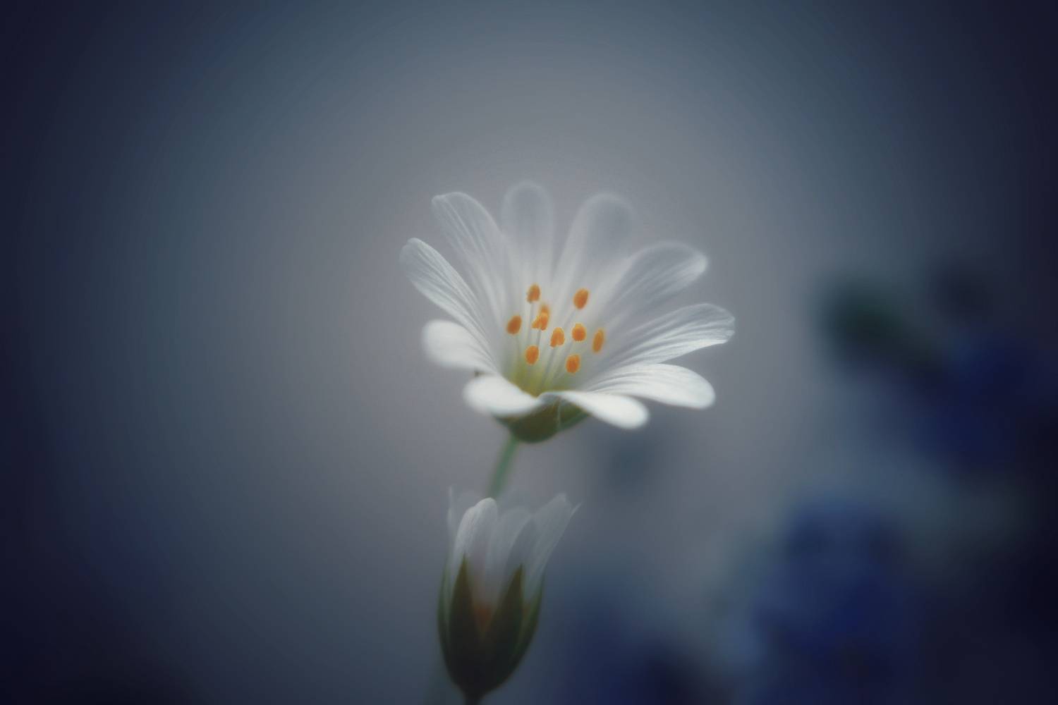 , Юлияна Стоянова