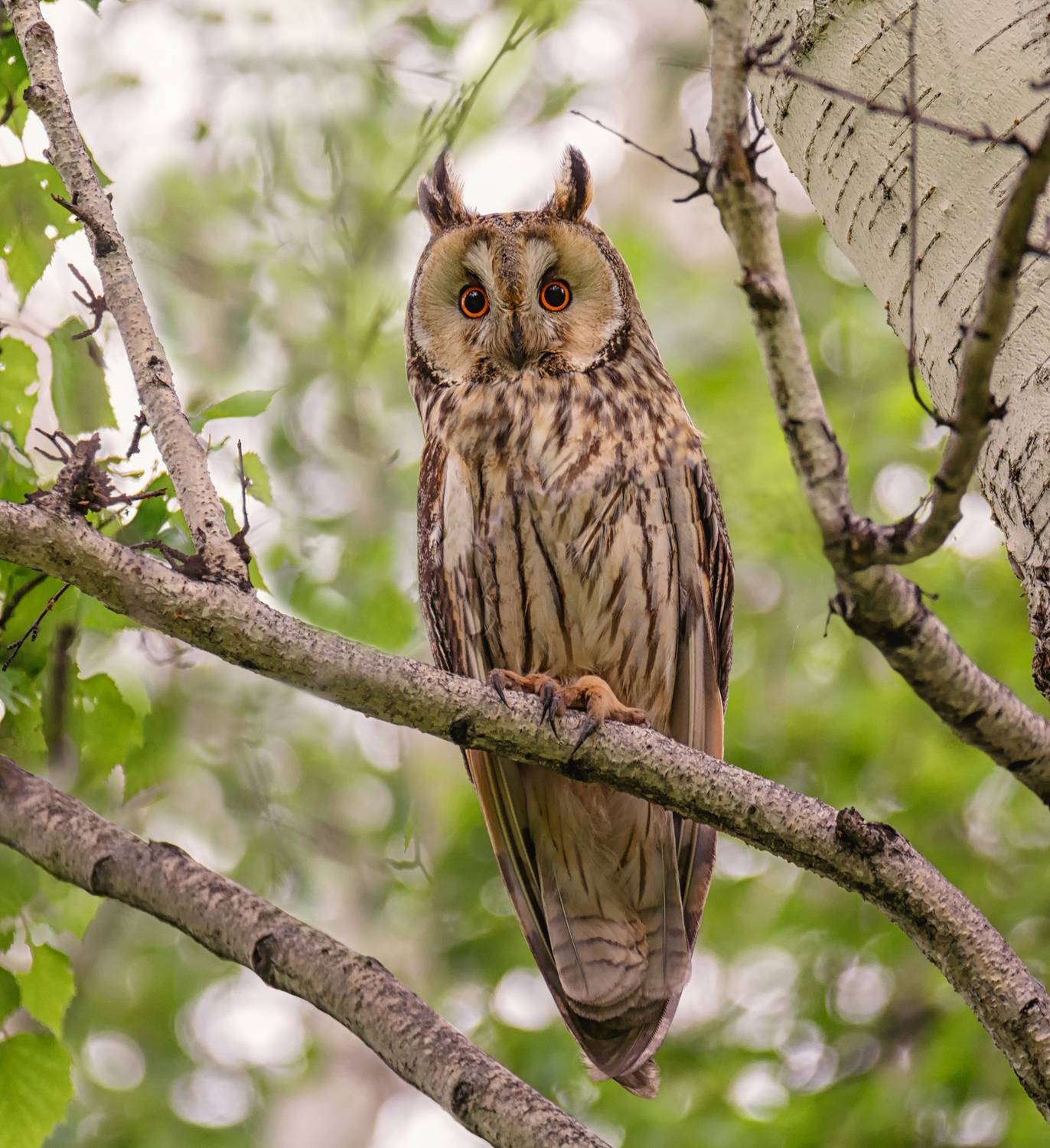 птица, соваушастая, самка,, Мочалова Марина