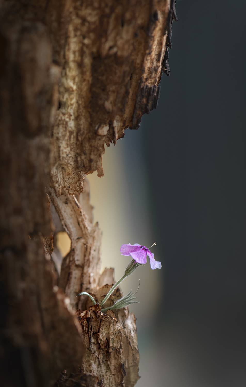 , Неля Рачкова