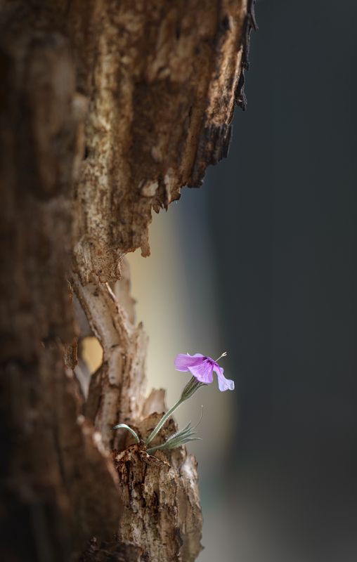 Карниз фото превью